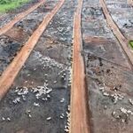 Beef Production Identified as Major Driver of Agriculture-Linked Deforestation, Global Study Shows