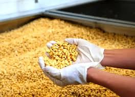 Global Soybean Supply Tightens in 2026 as Demand Rises, Brazil Set for Record Harvest