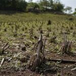 Renewed El Niño Threatens Global Food Prices and Economic Growth in 2026, Analysts Warn