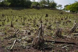 Renewed El Niño Threatens Global Food Prices and…