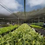 FAO Urges Stronger Plant Health Measures to Protect Global Crops