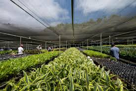 FAO Urges Stronger Plant Health Measures to Protect&hellip;