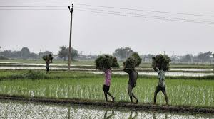 Triple Agricultural Crisis Strikes India’s Heartlands