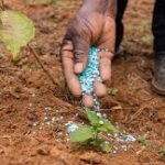 Geopolitical Tensions Threaten Global Fertilizer Supply Chain, Raising Risks for Food Production