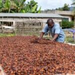 Global Cocoa Market Undergoing Structural Reforms to Strengthen Farmers’ Income