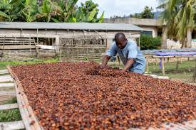 Global Cocoa Market Undergoing Structural Reforms to Strengthen&hellip;