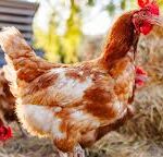 Rising Agriculture Investment Boosts Poultry Production in West Africa as Benin Attracts New Funding