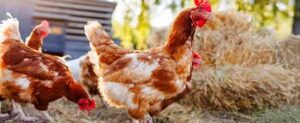 Rising Agriculture Investment Boosts Poultry Production in West&hellip;