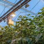 Labour Shortages Accelerate Mechanisation in Global Horticulture Sector