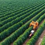 Brazil’s Farmland Expansion Could Reshape Global Crop Markets
