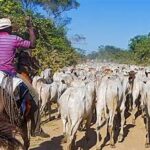 Beef Production Responsible for 40% of Agriculture-Driven Deforestation, New Study Finds
