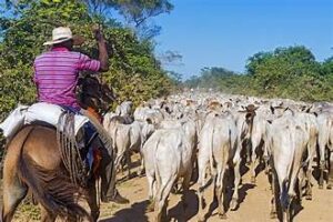 Beef Production Responsible for 40% of Agriculture-Driven Deforestation,&hellip;