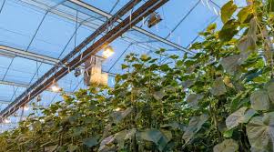 Labour Shortages Accelerate Mechanisation in Global Horticulture Sector
