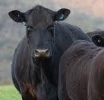 Global Livestock Markets Face Tight Supply Amid Rising Costs and Weather Challenges