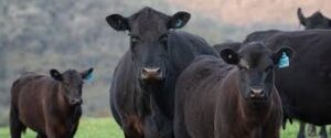 Global Livestock Markets Face Tight Supply Amid Rising&hellip;