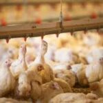 FAO Backs Livestock Development to Combat Bird Flu