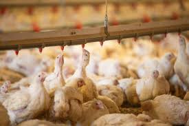 FAO Backs Livestock Development to Combat Bird Flu