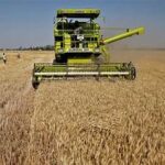 India’s Wheat Production Holds Steady Despite Weather Challenges in 2025–26