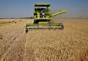 India’s Wheat Production Holds Steady Despite Weather Challenges&hellip;