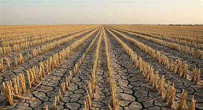 Severe Drought Grips U.S., Threatens Crops and Drives Food Prices Higher