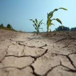Severe Drought Threatens Global Food Supply, Raises Price Concerns