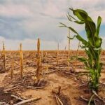 Climate Change Continues to Disrupt Global Farming Systems