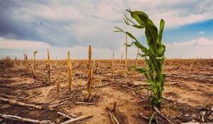 Climate Change Continues to Disrupt Global Farming Systems