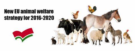 EU Animal Welfare Reforms Stall Amid Political Pressure