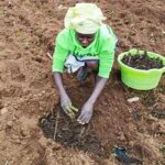 Critics Question Accountability and Impact of Gates Foundation’s Agricultural Programs in Africa