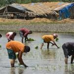 Global Food Prices Face New Risks Amid Fertilizer Crisis and Supply Disruptions