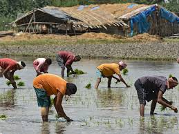 Global Food Prices Face New Risks Amid Fertilizer Crisis and Supply Disruptions