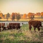 Brazil Surpasses U.S. as World’s Largest Beef Producer