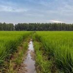 India Overtakes China to Become the World’s Largest Rice Producer