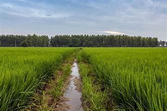 India Overtakes China to Become the World’s Largest Rice Producer