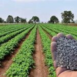 Fertiliser Crisis Threatens Global Food Security Amid Geopolitical Tensions