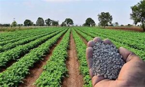 Fertiliser Crisis Threatens Global Food Security Amid Geopolitical&hellip;