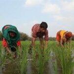 Hormuz Crisis Threatens Global Food Supply, Raises Fears of Agrifood Shock