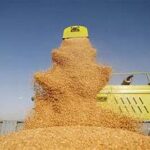 Morocco Introduces Strengthened Cadmium Guidelines to Boost Agricultural Safety and Ecosystem Health