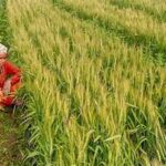 ₹2500+ Crore Crop Procurement Drive to Strengthen Farmer Incomes