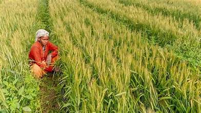 ₹2500+ Crore Crop Procurement Drive to Strengthen Farmer&hellip;