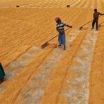 Global Food Prices Rise Again as Wheat, Sugar, and Oil Costs Surge