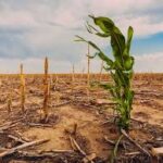 Fertilizer Crisis Threatens Global Food Security as Supply Chains Disrupt