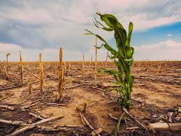 Fertilizer Crisis Threatens Global Food Security as Supply&hellip;