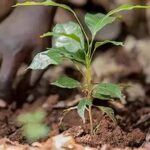 Global Partnerships Drive Nestlé’s Push to Scale Regenerative Agriculture Worldwide