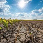 Severe Drought and Heatwave Push U.S. Agriculture Toward Major Crisis