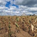 Severe U.S. Drought Threatens Crops and Livestock, Raising Long-Term Food Security Concerns