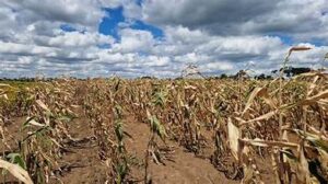 Severe U.S. Drought Threatens Crops and Livestock, Raising&hellip;
