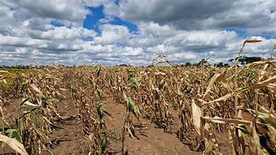 Severe U.S. Drought Threatens Crops and Livestock, Raising Long-Term Food Security Concerns