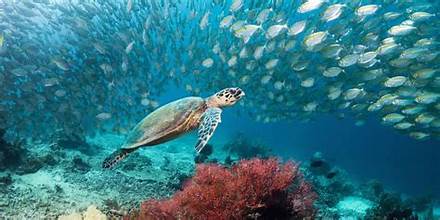 China Releases Over Half a Million Bred Sturgeon…