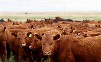 US Invests $750 Million to Combat Livestock Pest&hellip;